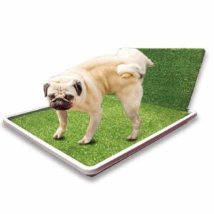 Bandeja Sanitaria Maskot con Accesorio para macho